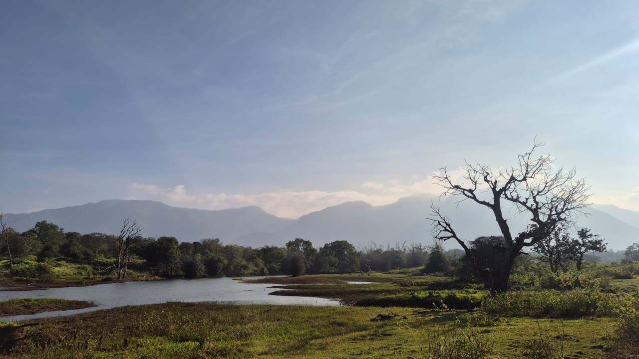 Foreign tourists enjoying scenic views and tea plantations in Ooty