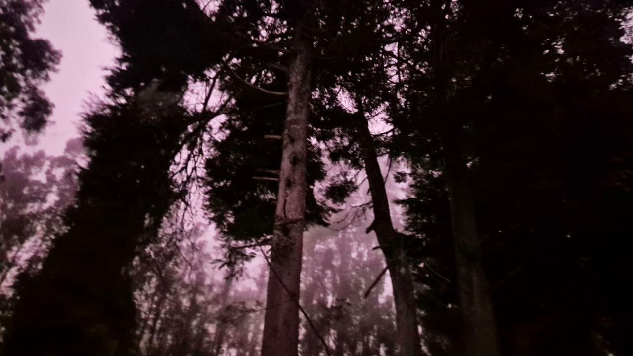 Tall trees silhouetted against thick mist under a pale, overcast sky in Ooty