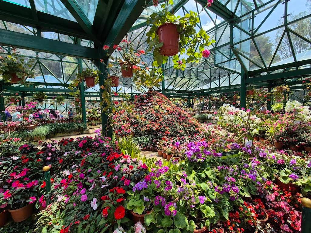 Vibrant flowers and lush greenery at Ooty Botanical Garden