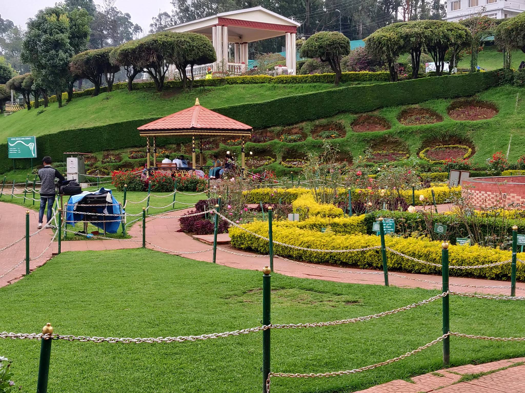 Rows of blooming roses in various colors at Ooty Rose Garden