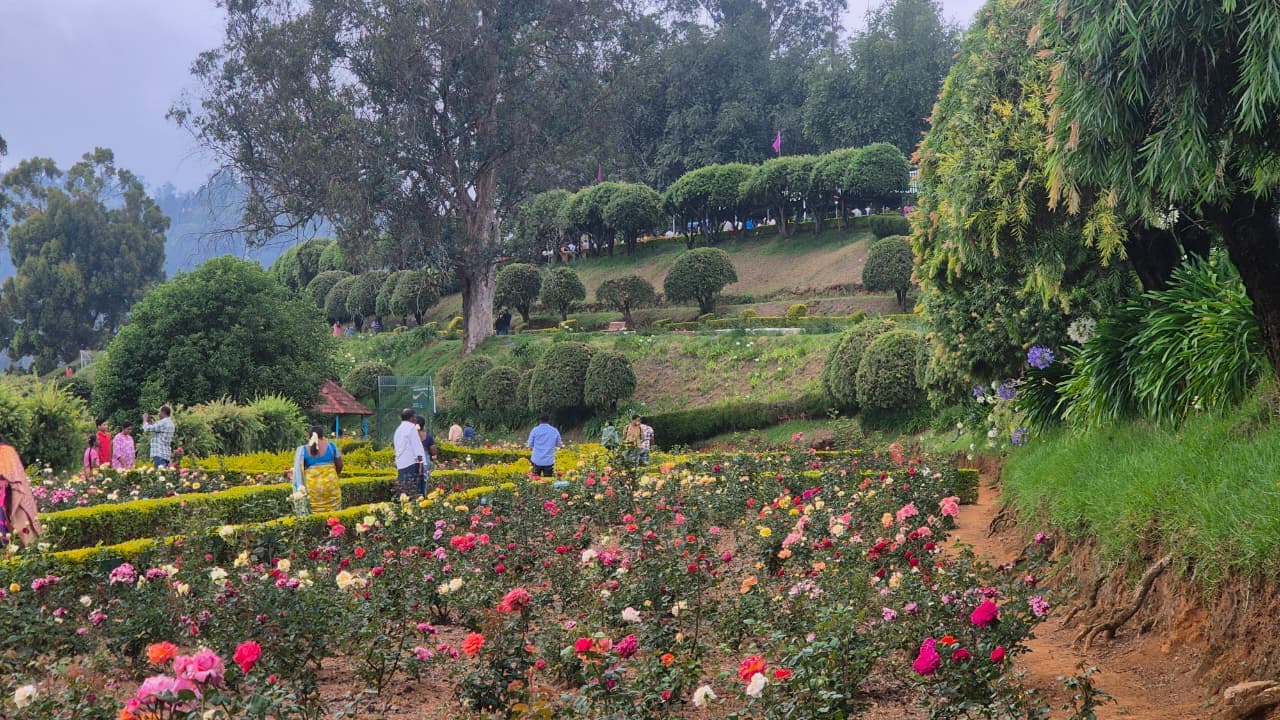 Thousands of colourful roses in bloom across the terraced slopes of Government Rose Garden, Ooty
