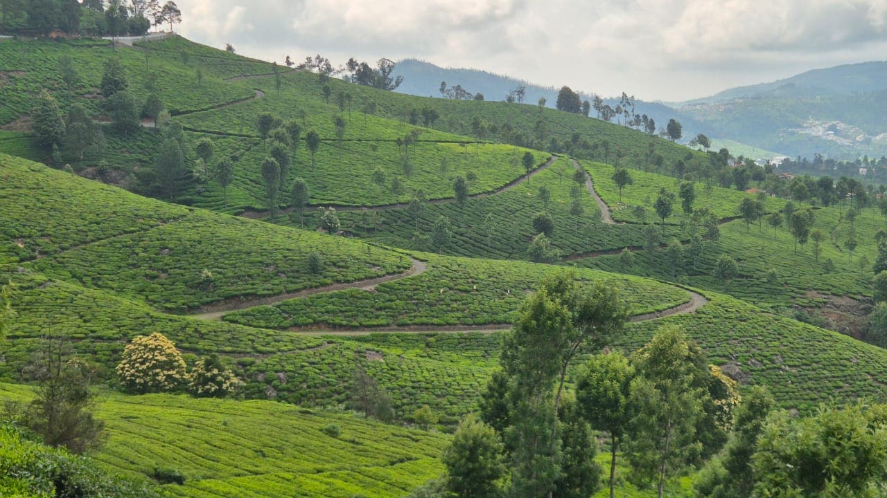 Family riding the Nilgiri Mountain Railway toy train past tea gardens near Ooty